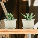 Plastic Planters - 6 Inches - 15 Pack