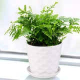 Planter Pots - Ceramic White - Set Of 4