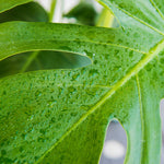 Perfect Plants Liquid Philodendron Fertilizer - 8oz